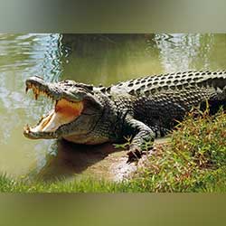 Krokodyl