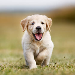 Persona de perros