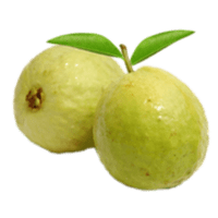 Jambu biji