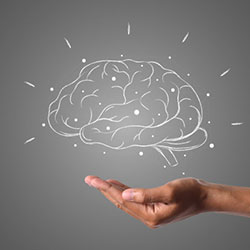 Brain