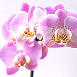 Orchidee