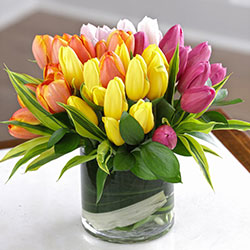 Tulipani