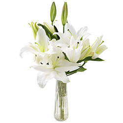 Gigli fiori