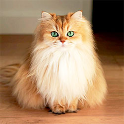 Cat Person