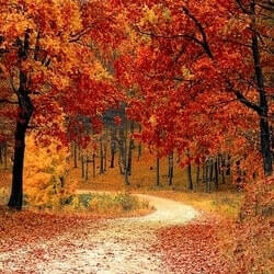 Autumn/Fall