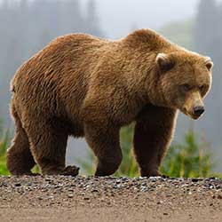 Bear