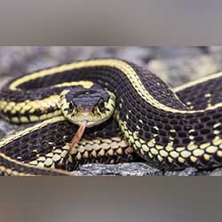 Snake